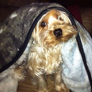 Meet your Posher, Giselle